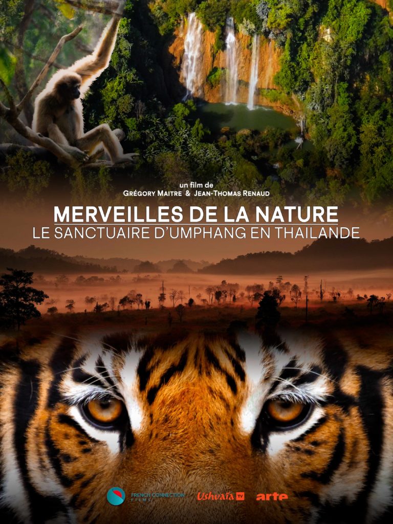 merveille du tigre